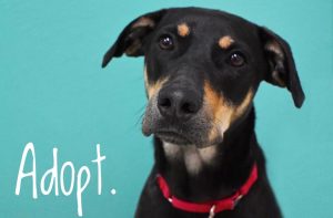 Misfit Mutts Dog Rescue |