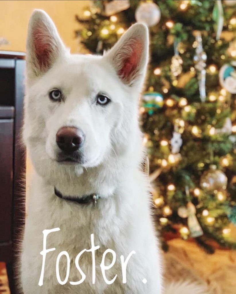 Foster Misfit Mutts Dog Rescue