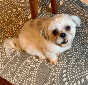 Adoptable Dogs | Misfit Mutts Dog Rescue