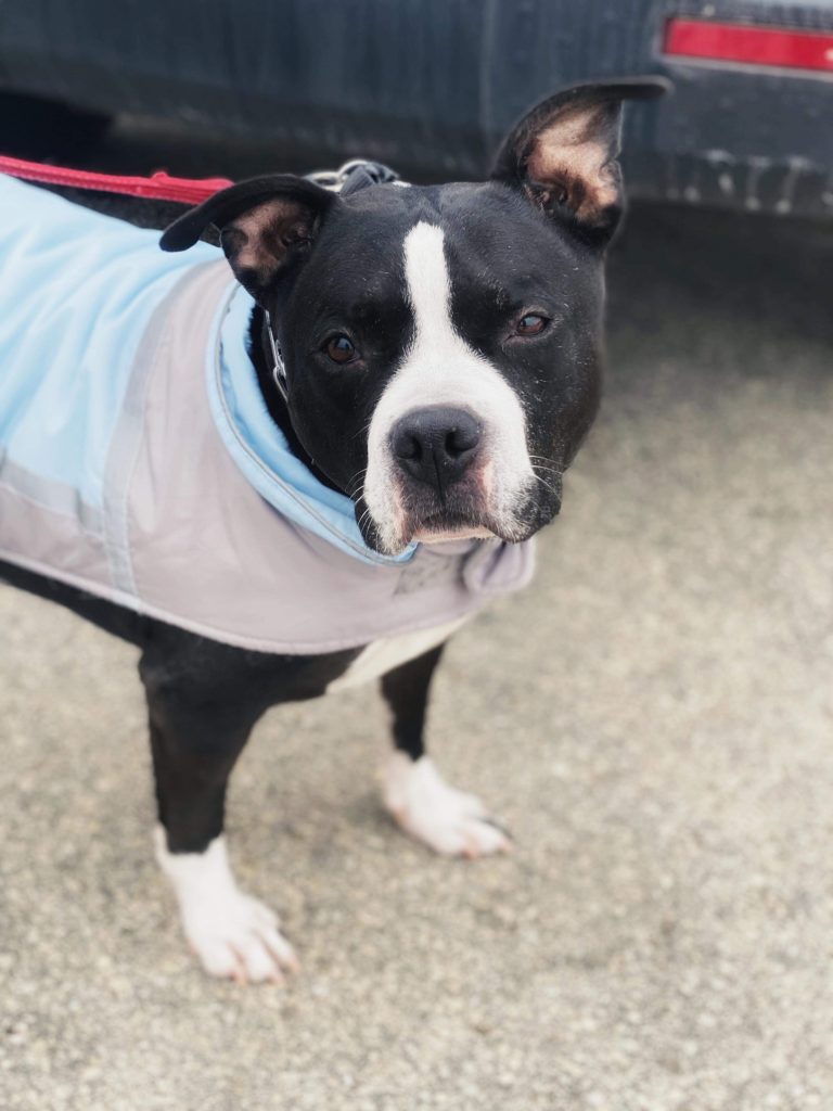 Adoptable Dogs Misfit Mutts Dog Rescue