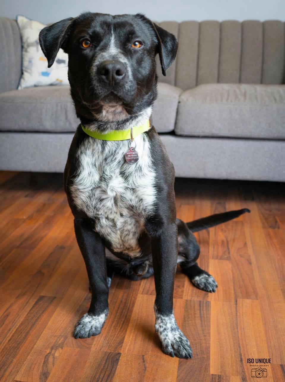 Adoptable Dogs Misfit Mutts Dog Rescue