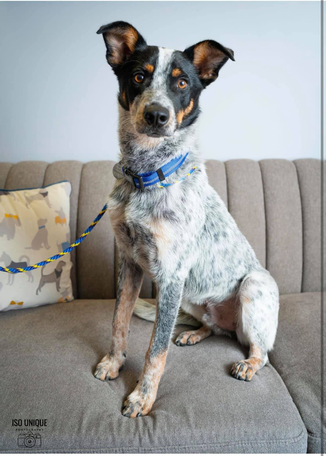 Adoptable Dogs Misfit Mutts Dog Rescue