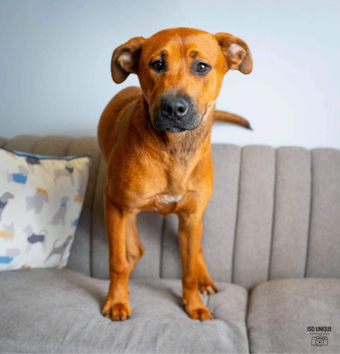 Adoptable Dogs Misfit Mutts Dog Rescue