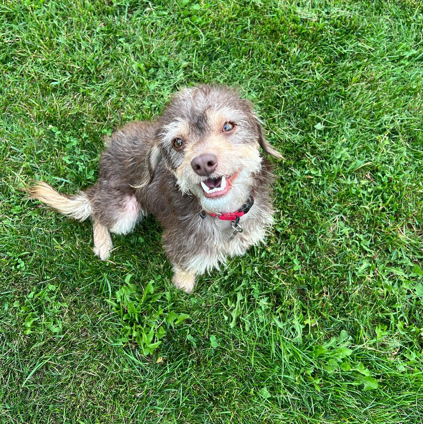 Adoptable Dogs Misfit Mutts Dog Rescue