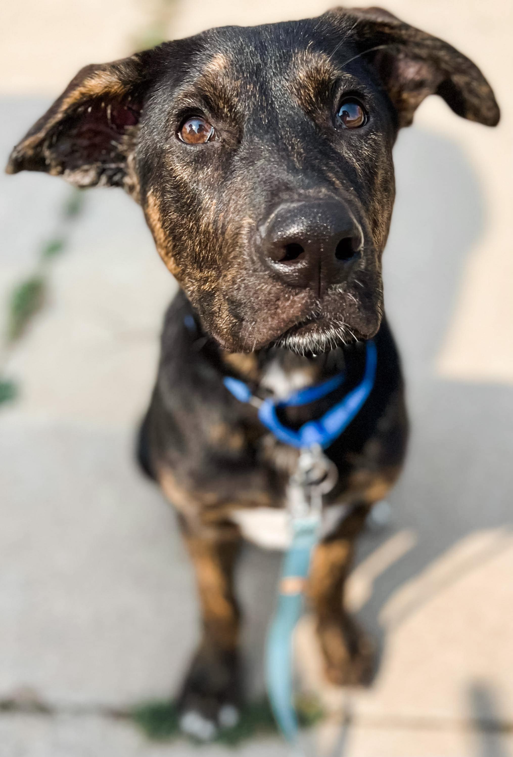 Adoptable Dogs Misfit Mutts Dog Rescue