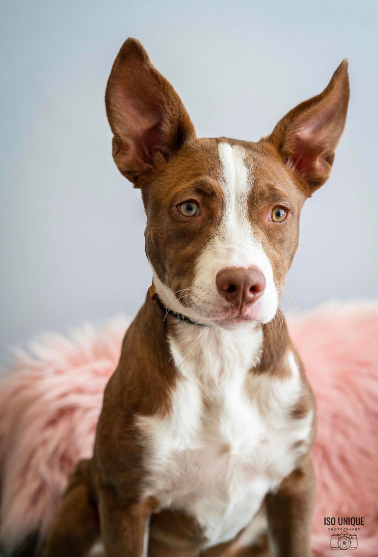 Adoptable Dogs Misfit Mutts Dog Rescue