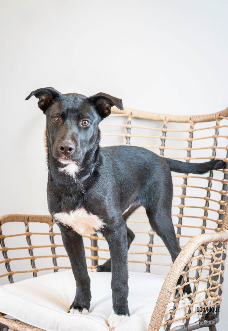 Adoptable Dogs Misfit Mutts Dog Rescue