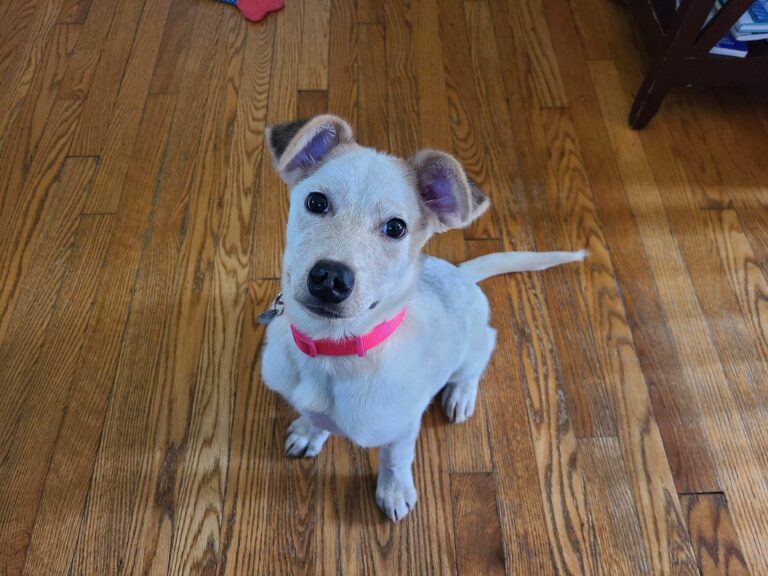 Adoptable Dogs Misfit Mutts Dog Rescue