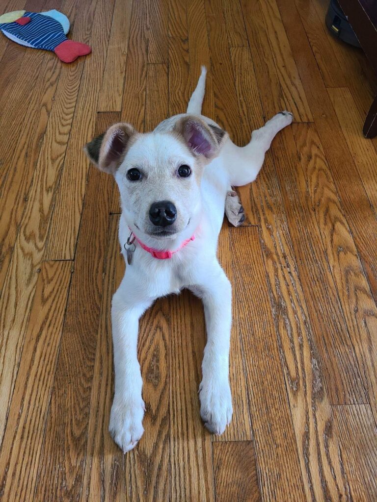 Adoptable Dogs Misfit Mutts Dog Rescue