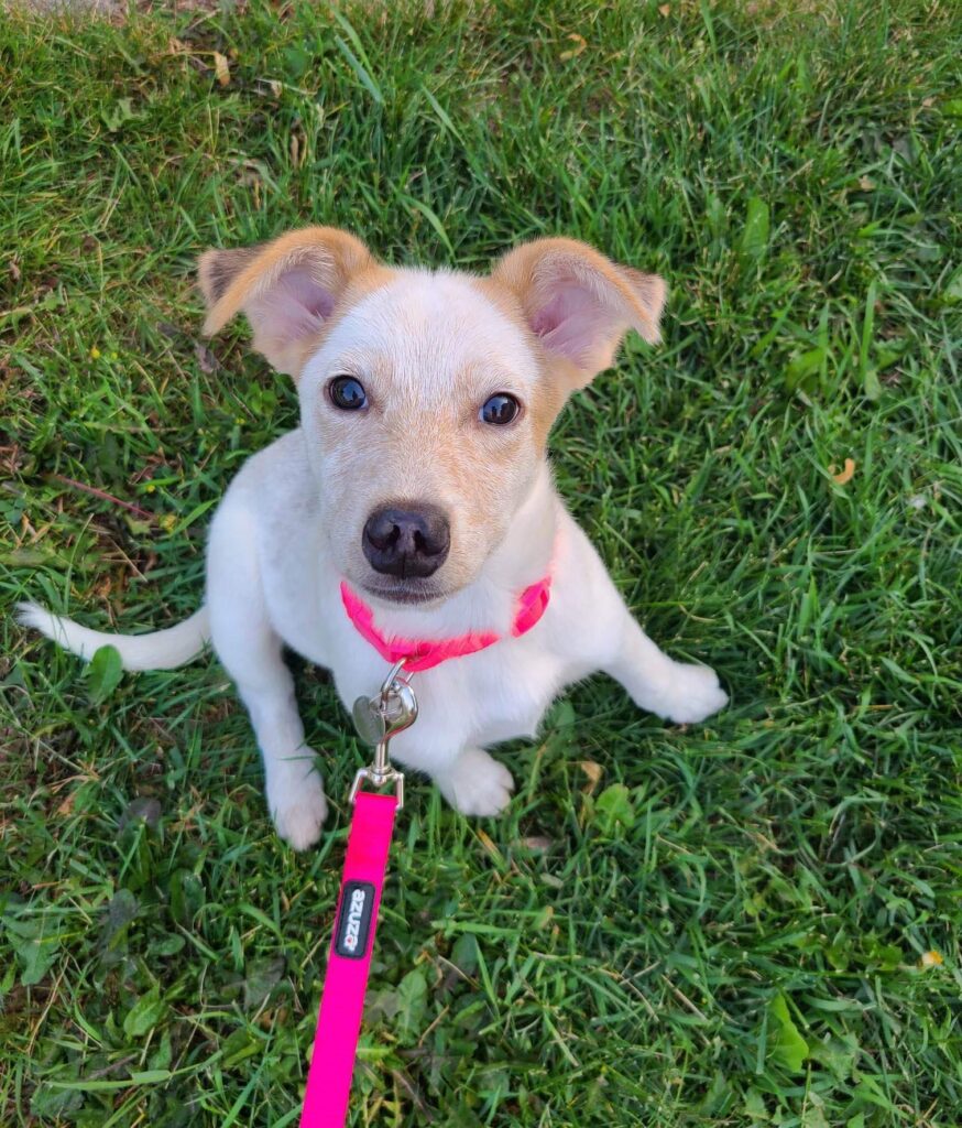 Adoptable Dogs Misfit Mutts Dog Rescue