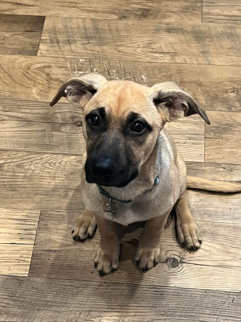 Adoptable Dogs Misfit Mutts Dog Rescue