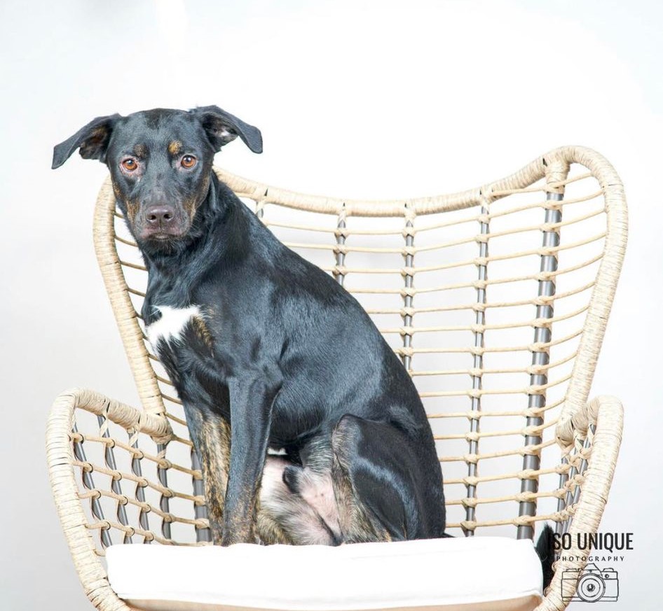 Adoptable Dogs Misfit Mutts Dog Rescue