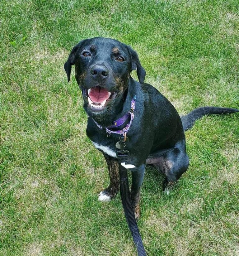 Adoptable Dogs Misfit Mutts Dog Rescue