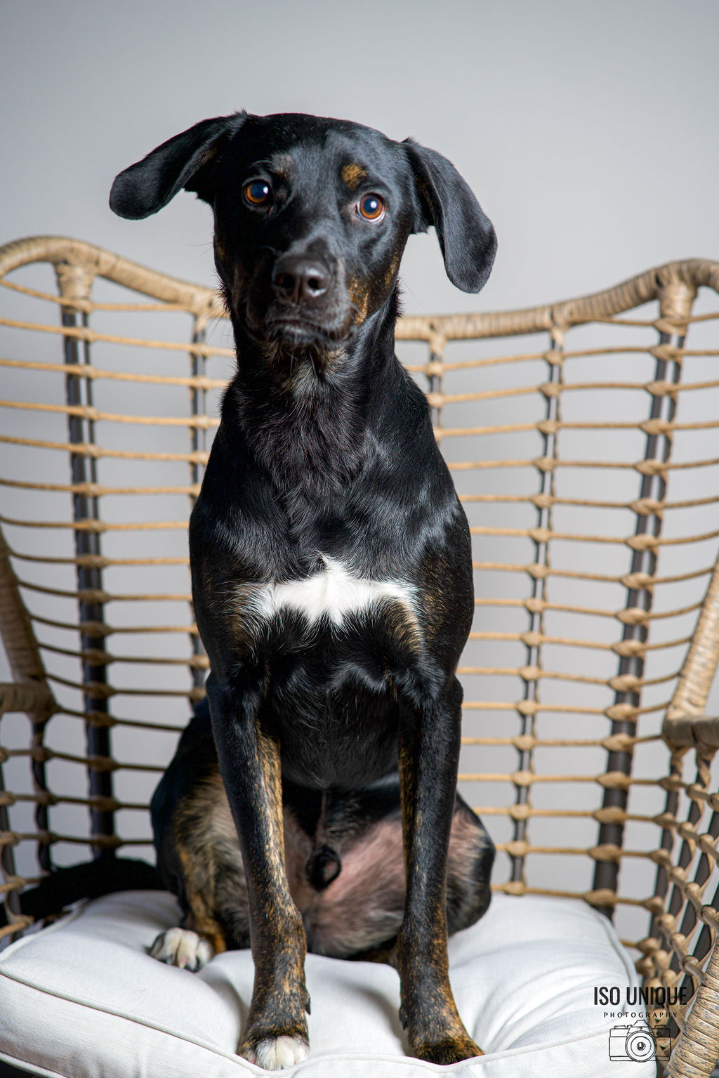 Adoptable Dogs Misfit Mutts Dog Rescue