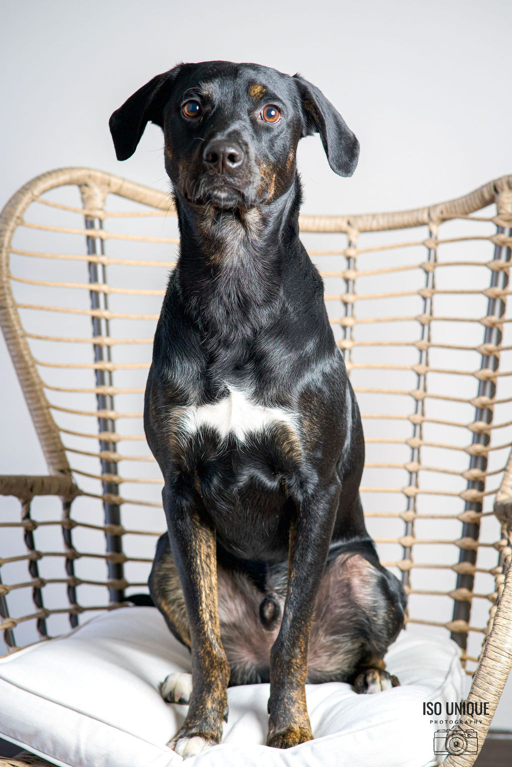 Adoptable Dogs Misfit Mutts Dog Rescue