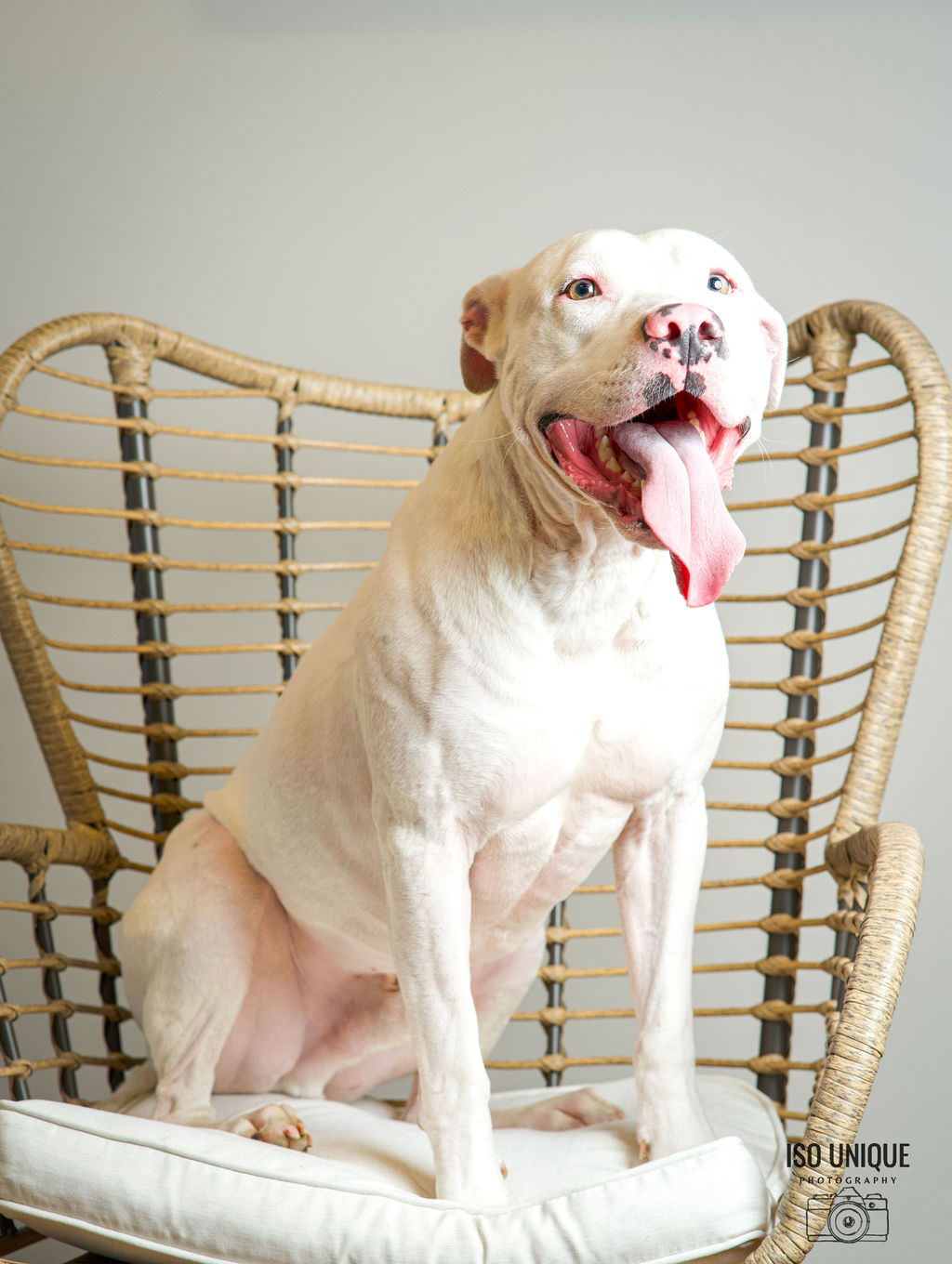 Adoptable Dogs Misfit Mutts Dog Rescue