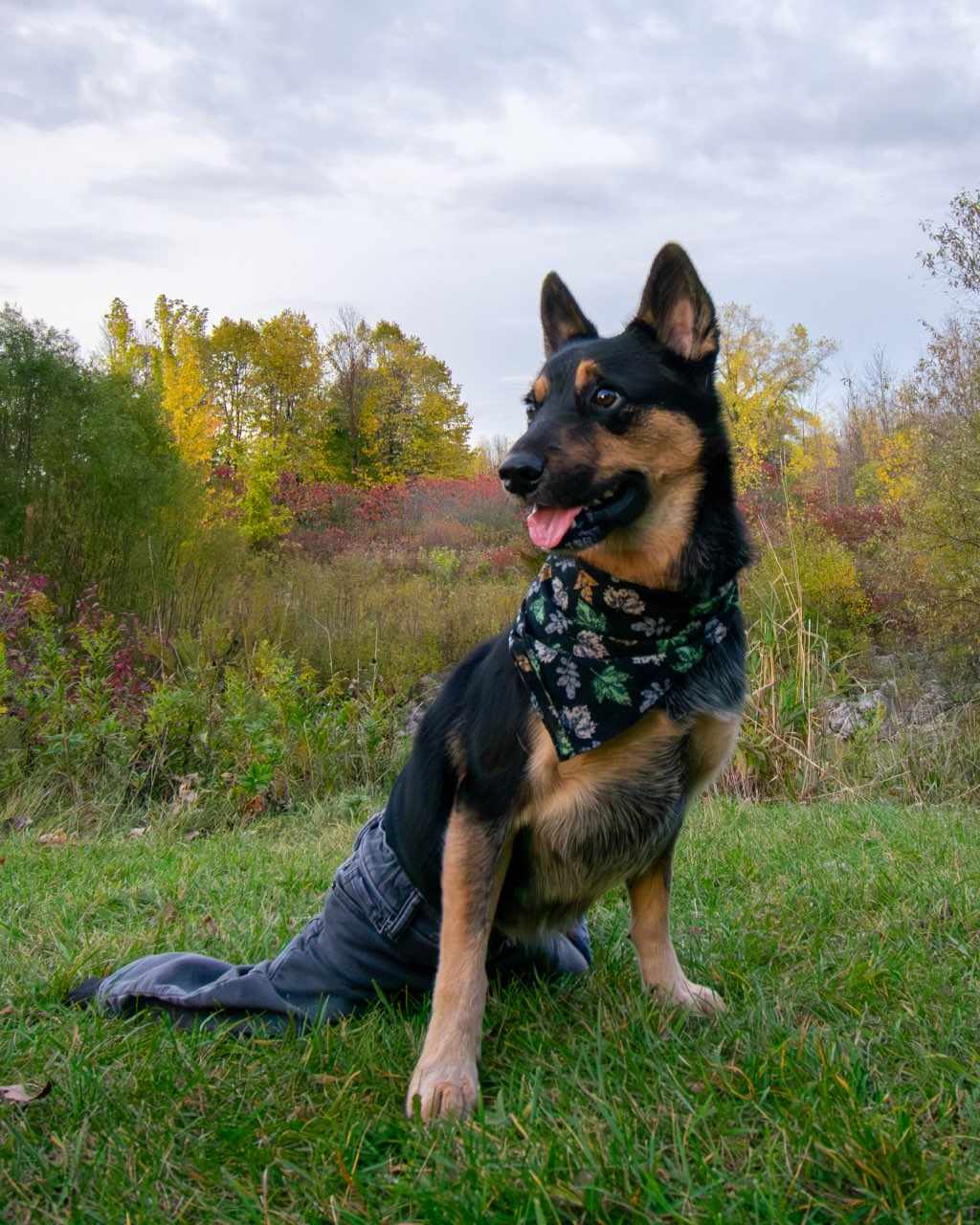 Adoptable Dogs Misfit Mutts Dog Rescue