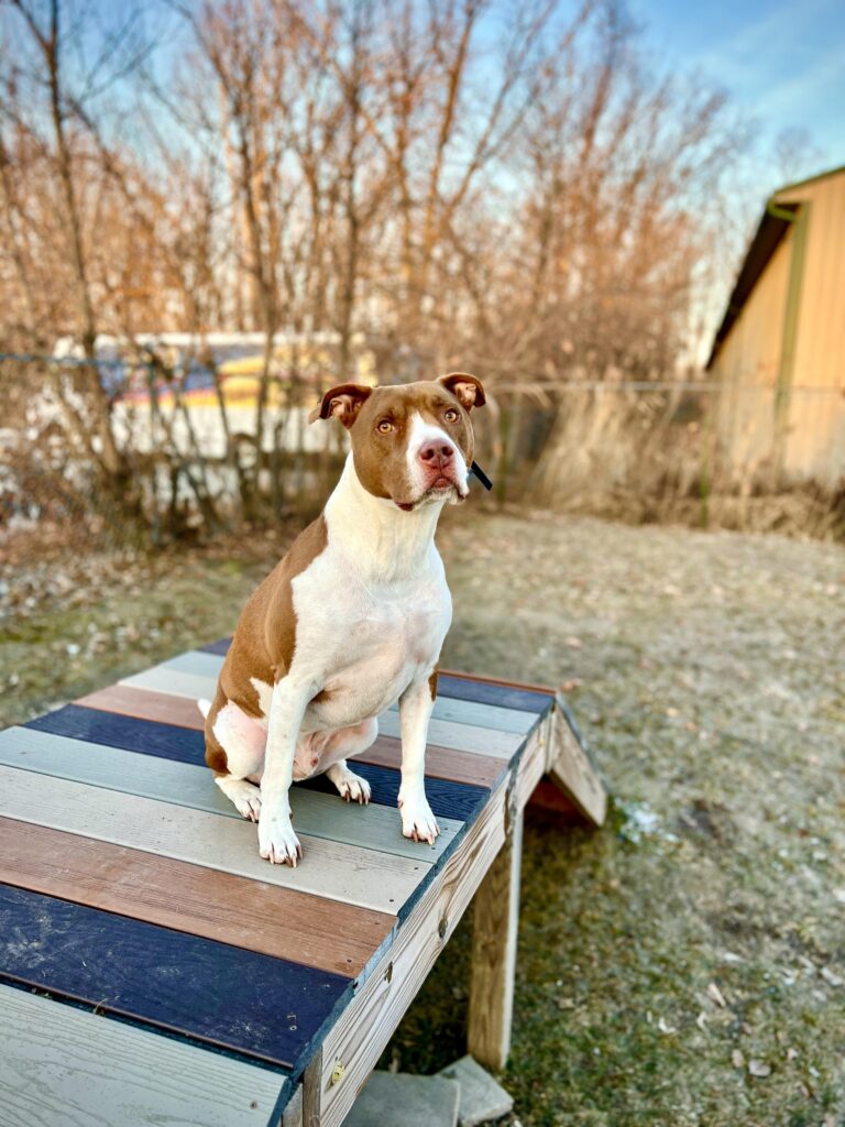 Adoptable Dogs Misfit Mutts Dog Rescue