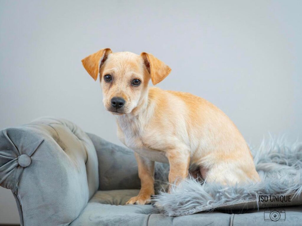 Adoptable Dogs Misfit Mutts Dog Rescue