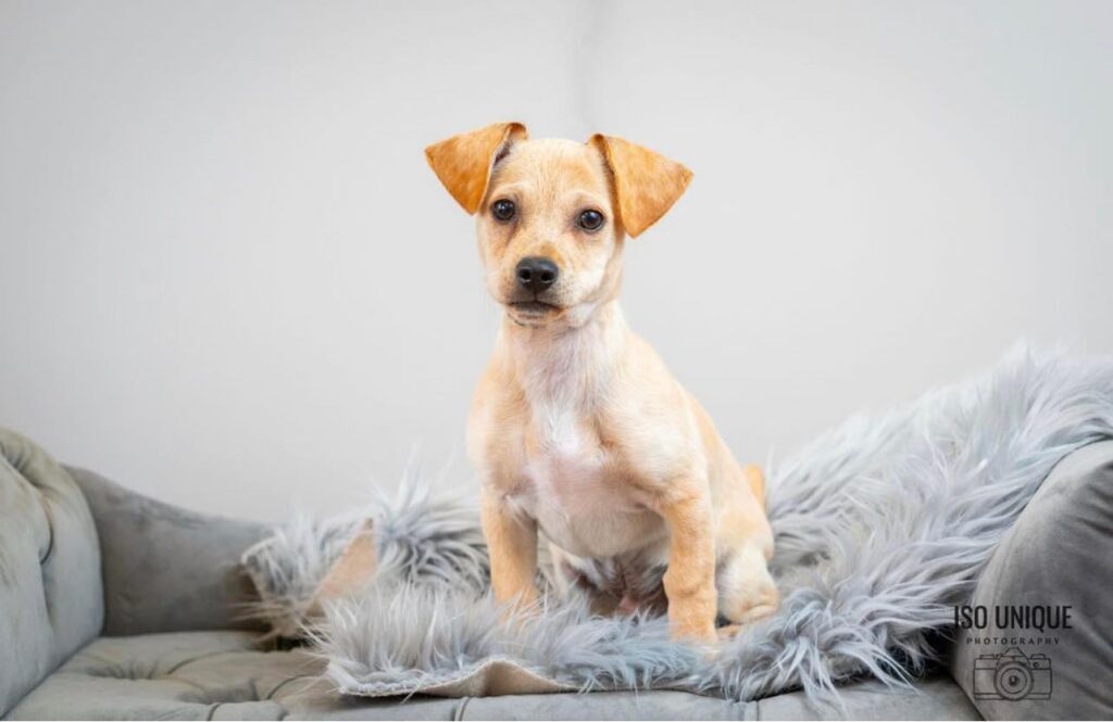 Adoptable Dogs Misfit Mutts Dog Rescue