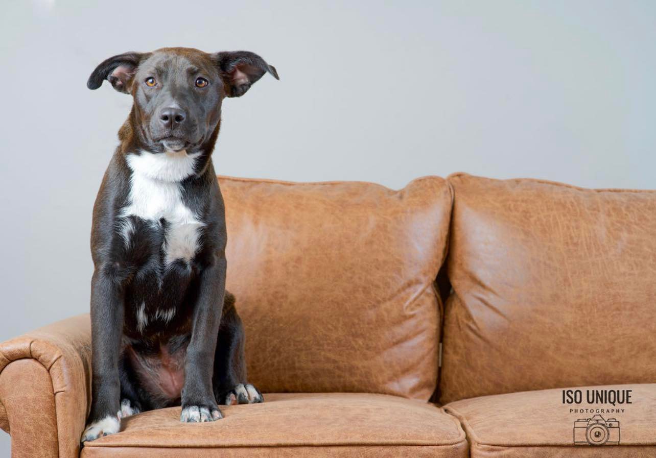 Adoptable Dogs Misfit Mutts Dog Rescue