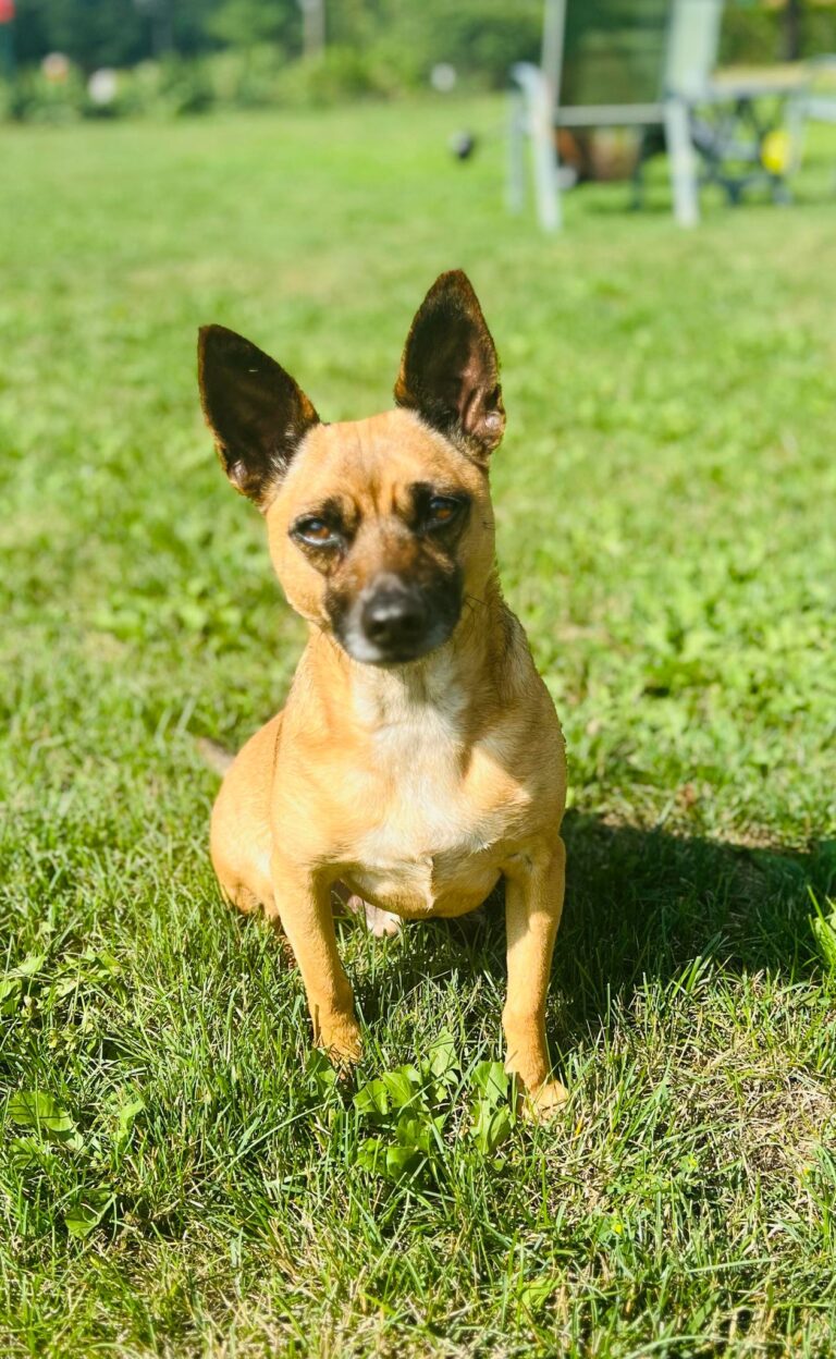 Adoptable Dogs Misfit Mutts Dog Rescue